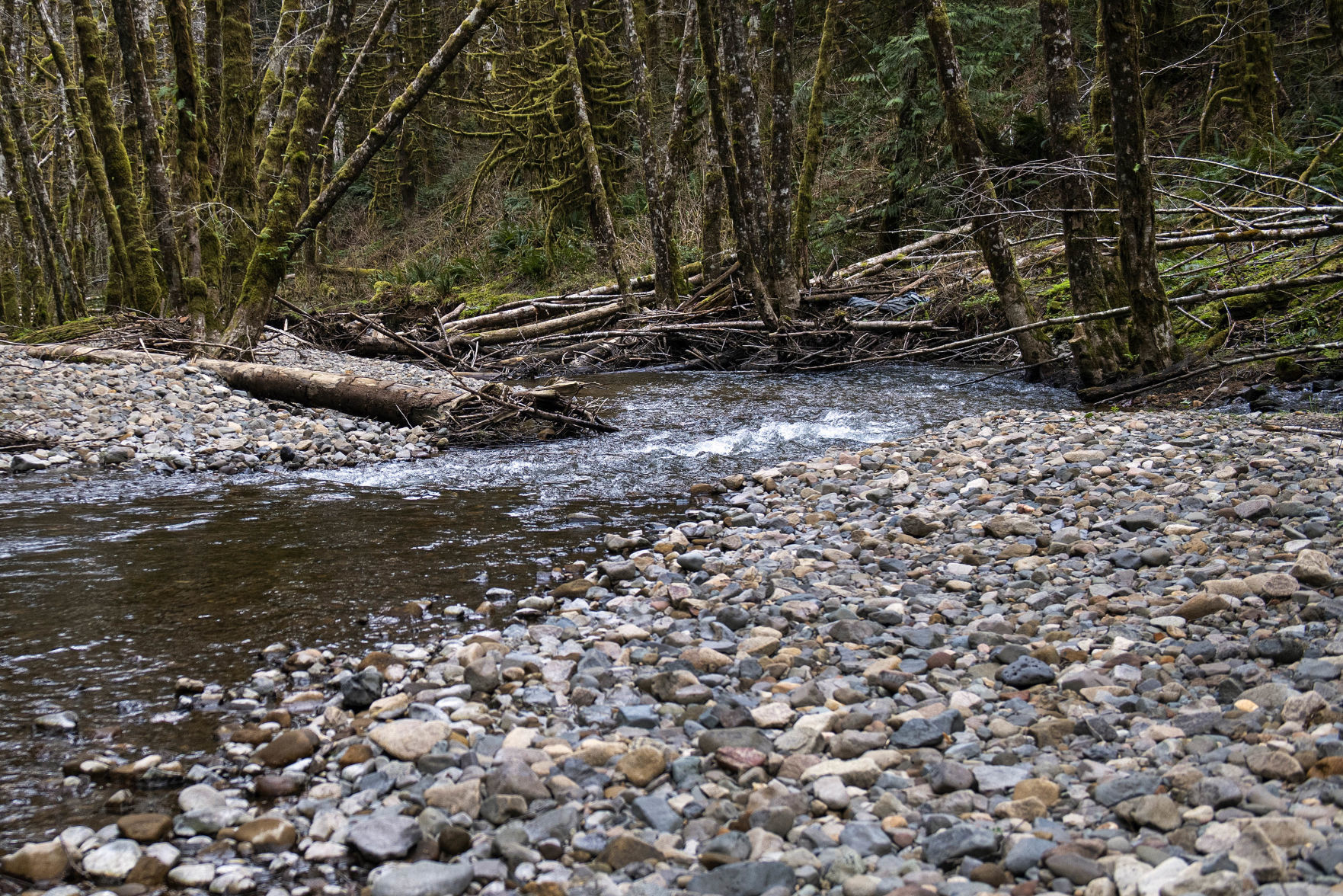 Gravel returns